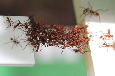 Ant Bridge